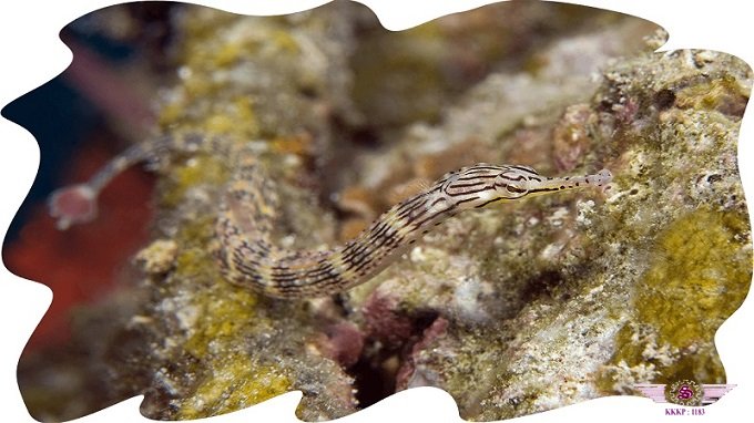 沙巴-马布岛海底小生物