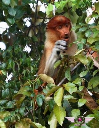 沙巴河畔森林的长鼻猴