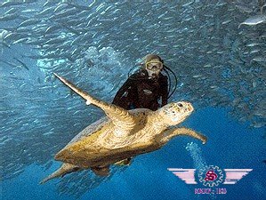 <b>西巴丹潜水与海龟面对面</b>