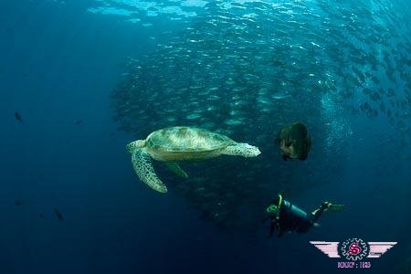 North Borneo Dive&Sea Sports