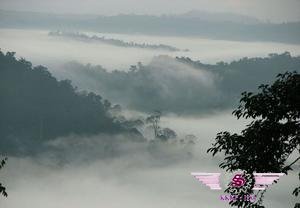 沙巴丹浓谷保护区