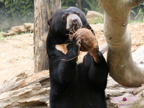 <b>沙巴洛高宜野生动物园一日游</b>