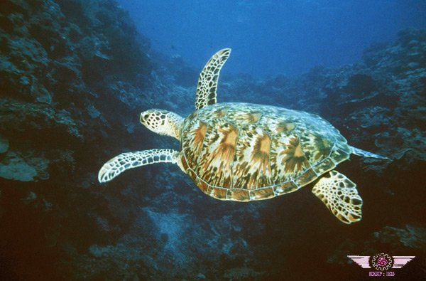 西巴丹海龟