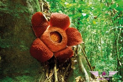 沙巴有地球上最大的花-大王花