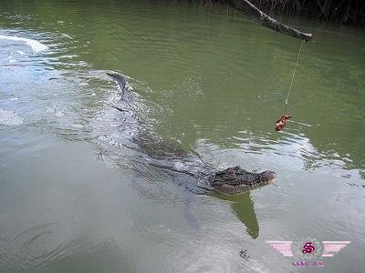 沙巴红树林鳄鱼