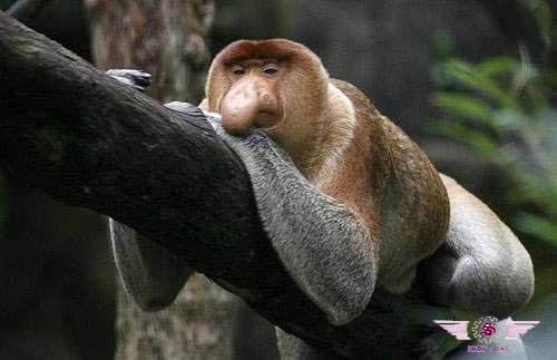 沙巴红树林长鼻猴