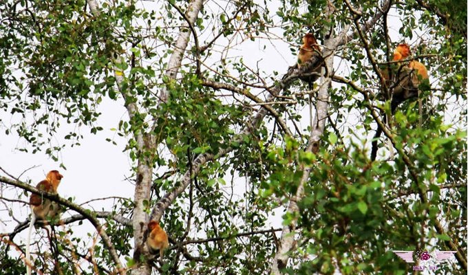 红树林长鼻猴