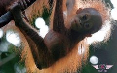 <b>探秘沙巴雨林-马来西亚，婆罗洲</b>