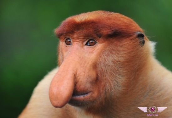 马来西亚长鼻猴