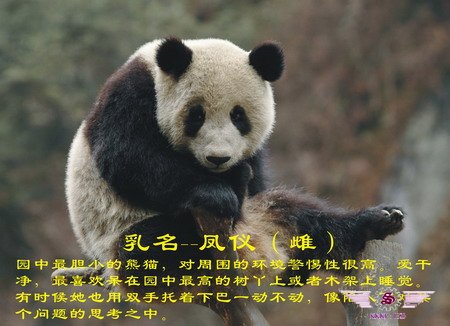 熊猫“凤仪”