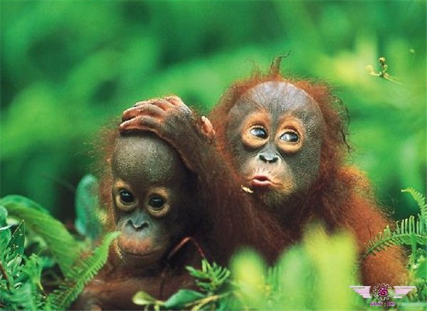 婆罗洲森林人猿