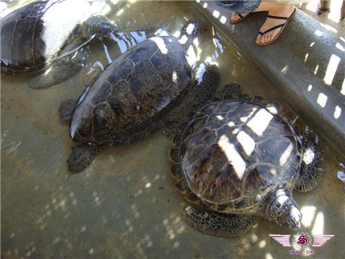 海龟岛国家公园