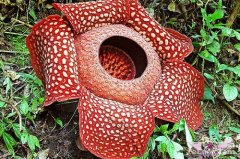 沙巴婆罗洲的大王花保护区