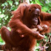 马来西亚沙巴旅游西必洛猿人保护区游记