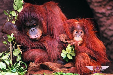 沙巴旅游之热带丛林相约红猩猩