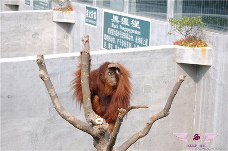 沙巴旅游之热带丛林相约红猩猩