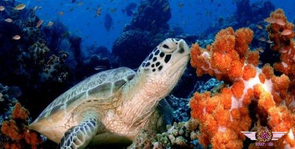 沙巴海龟岛
