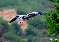 <b>沙巴旅游攻略——沙巴观鸟最佳地点</b>